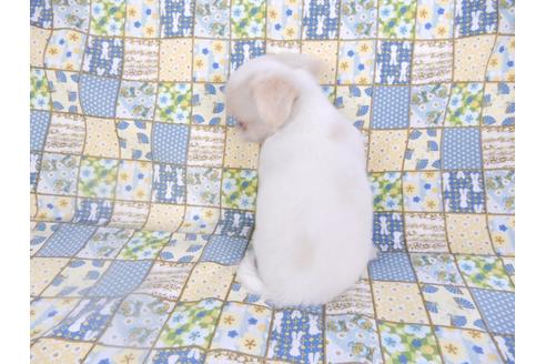 成約済の千葉県のチワワ(ロングコート)-98486の7枚目